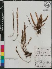 Cheilanthes trichomanoides image