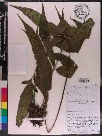Diplazium roemerianum image