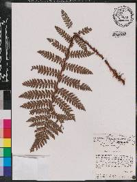 Polystichum platyphyllum image