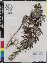 Artemisia vulgaris image