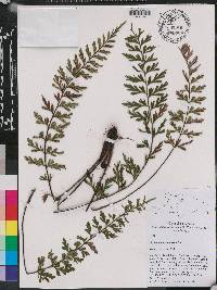 Asplenium aethiopicum image