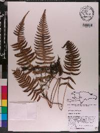 Blechnum occidentale image