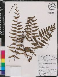 Asplenium radicans image