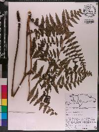 Diplazium taylorianum image