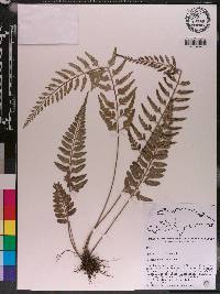 Asplenium cuspidatum image