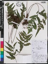 Asplenium abscissum image