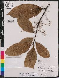 Endlicheria paniculata image