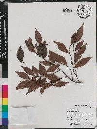 Ardisia lancifolia image