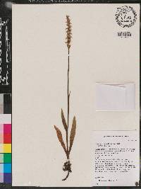 Spiranthes triloba image