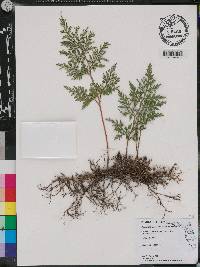 Selaginella willdenowii image