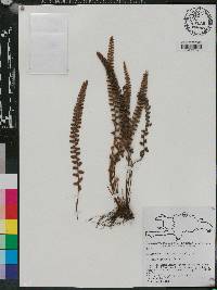 Cheilanthes trichomanoides image