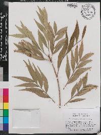 Phyllanthus angustifolius image