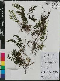 Hymenophyllum microcarpum image