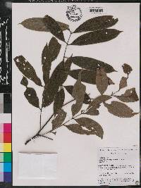 Engelhardia roxburghiana image
