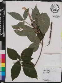 Clethra acuminata image