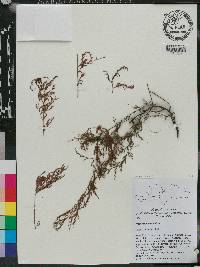 Trichomanes scandens image