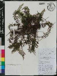 Hymenophyllum microcarpum image