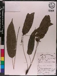 Diplazium plantaginifolium image