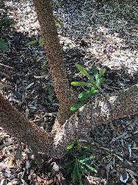 Banksia aemula image