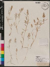 Eragrostis reptans image