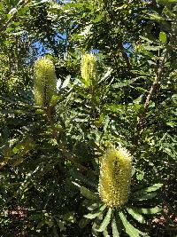 Banksia aemula image