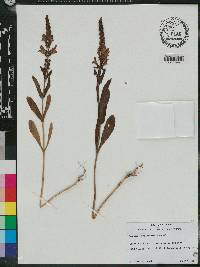 Brazoria pulcherrima image