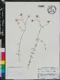 Sabatia campanulata image