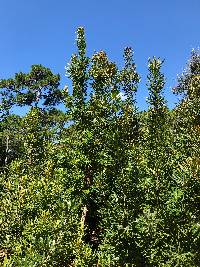 Banksia aemula image