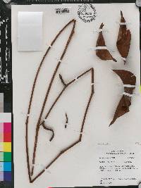 Eperua falcata image
