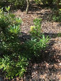Banksia aemula image