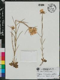 Sabatia gentianoides image