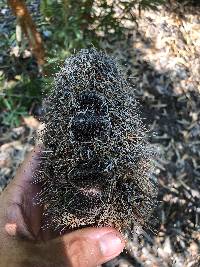 Banksia aemula image