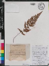 Asplenium curtissii image