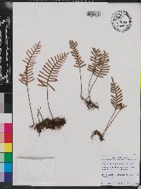 Polypodium polypodioides image