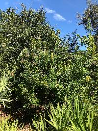 Banksia aemula image