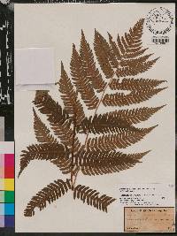 Dryopteris goldieana image