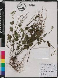 Salvia micrantha image
