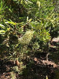 Banksia aemula image