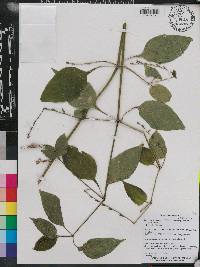 Asystasia gangetica subsp. micrantha image