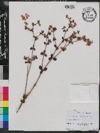 Eriogonum tomentosum image