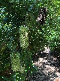 Banksia aemula image