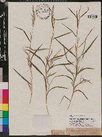 Muhlenbergia mexicana image