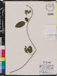 Berchemia scandens image