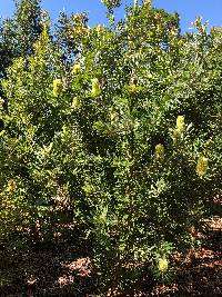 Banksia aemula image