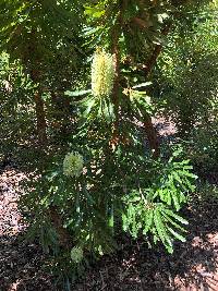 Banksia aemula image