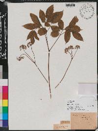 Aralia nudicaulis image