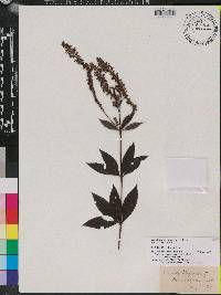 Veronicastrum virginicum image