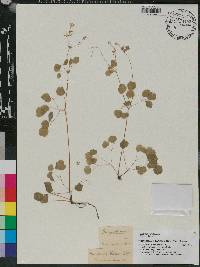 Thalictrum clavatum image