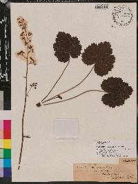 Heuchera americana image