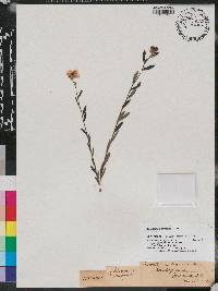 Crocanthemum canadense image